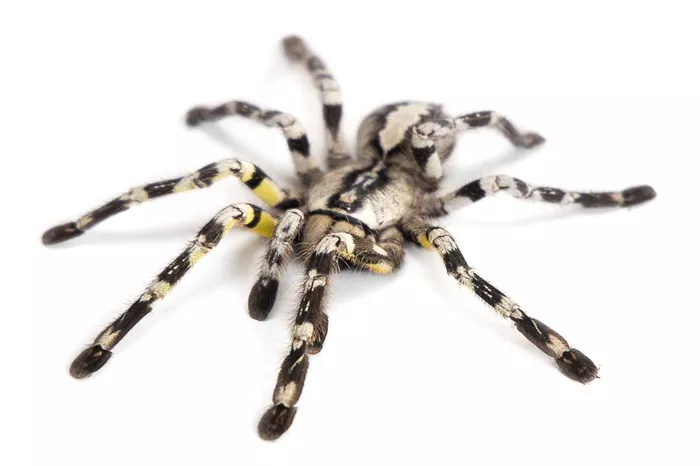 Poecilotheria Regalis (Indian Ornamental Tarantula)