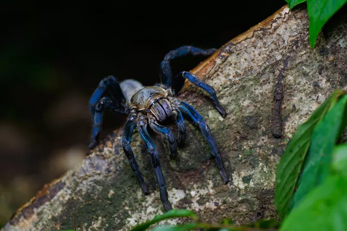 Haplopelma Lividum (Cobalt Blue Tarantula)