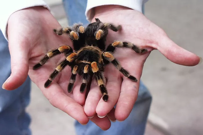 Brachypelma Smithi (Mexican Redknee Tarantula)