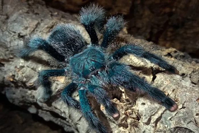 Avicularia Avicularia (Pinktoe Tarantula)