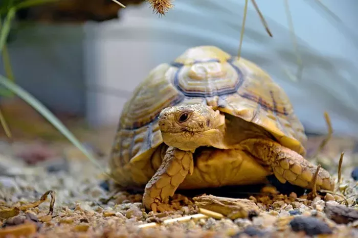 Egyptian Tortoise