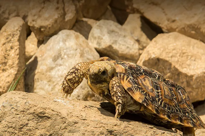 Pancake Tortoise