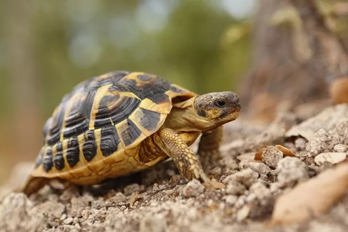 Hermann's Tortoise