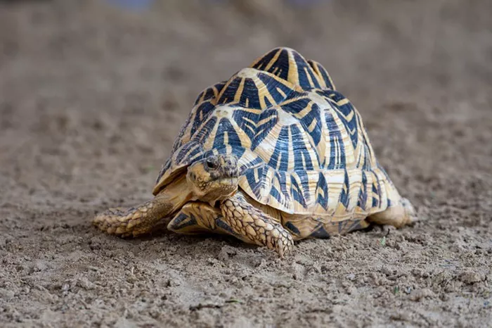 Indian Star Tortoise